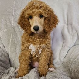 Pink Collar - Red  female Poodle puppy in Colorado Springs, Colorado from Silly's Standard Poodles