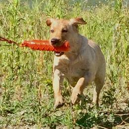 Labrador Retrievers from Cache Creek Labradors
