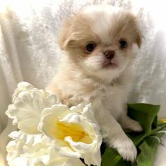 Tsubaki - Lemon and white female Japanese Chin puppy in Davisville, Missouri from Uniquely Yours, Shelly’s Japanese Chins