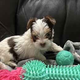 Stefan AKC - Chocolate, tan and white male Yorkshire Terrier puppy in Labelle, Florida from Chocolate and Parti Yorkies in Florida