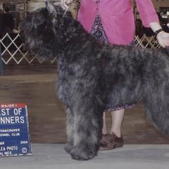 Bouvier des Flandres All Grown Up from Tomten Bouviers
