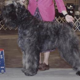 Bouvier des Flandres All Grown Up from Tomten Bouviers