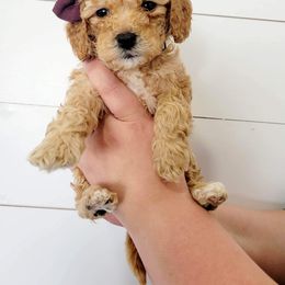 Goldendoodle Puppies from Life_on. Paws