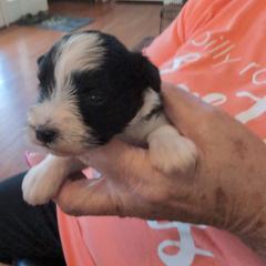 Sasha - Parti female Miniature Schnauzer puppy in Huron, Tennessee from Wilma's Paw-Paw Patch
