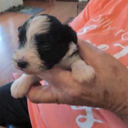 Sasha - Parti female Miniature Schnauzer puppy in Huron, Tennessee from Wilma's Paw-Paw Patch