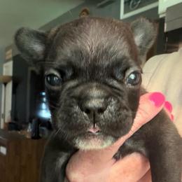 Cash - Black male French Bulldog puppy in Franklin, Pennsylvania from Falco’s Frenchies