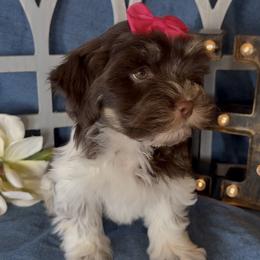 Tulsi - AKC - Chocolate female Havanese puppy in Verden, Oklahoma from Holcombs Puppy Ranch