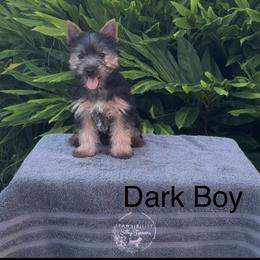 Dark Boy - Silver black and tan male Silky Terrier puppy in Trenton, Florida from Pawsibility Silky Terriers