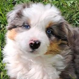 Buster - male Toy Australian Shepherd puppy in Elgin, Oregon from LongMile Aussies