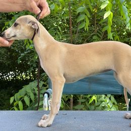 Cu Liath Little Deuce Coupe - Fawn female Whippet puppy in Argyle, New York from Cu Liath Deerhounds & Whippets