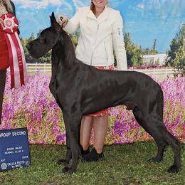 Great Danes from Glory Danes
