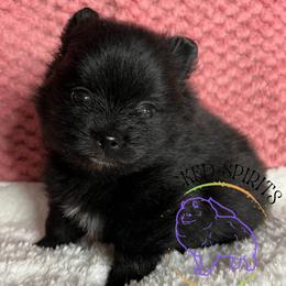 HOLD AKC DR. PEPPER - Black male Pomeranian puppy in Watkins Glen, New York from Wicked Spirits Pomeranians