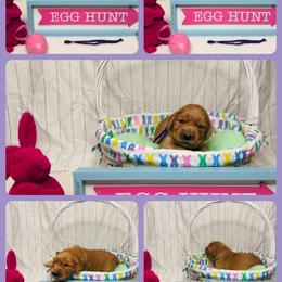 Golden Retriever Puppies from McAbee Pups - Golden Retrievers