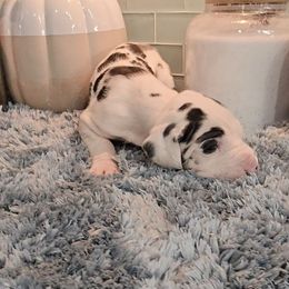 October - Harlequin female Great Dane puppy in Gainesville, Florida from Your Cuddly Companions