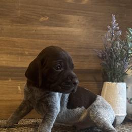 Ranger - Liver roan male German Shorthaired Pointer puppy in Ulen, Minnesota from North Wind Gundogs