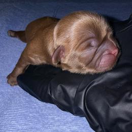 Girl 3 - Chocolate female Shih Tzu puppy in Groveland, Florida from Jenny's Shih Tzus