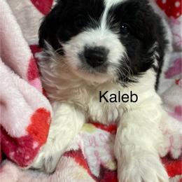 Kaleb - Black and white male Aussiedoodle puppy in Lebanon, Missouri from Cobbs Creek Canines