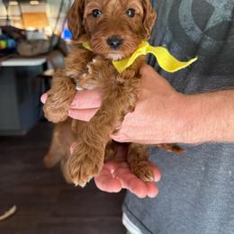 Yellow Girl- mini Goldendoodle - Red  female Goldendoodle puppy in Piedmont, South Carolina from The Farm at Saluda Ridge