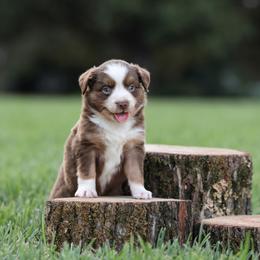 Atlas - Red tri male Miniature Australian Shepherd puppy in White Oak, Texas from Triple Lake Ranch Miniature Australian Shepherds