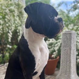Totoro - Boxer