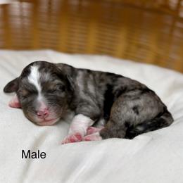 Male 3 - Blue merle male Bernedoodle puppy in Sterling, Colorado from North 40 Doodles