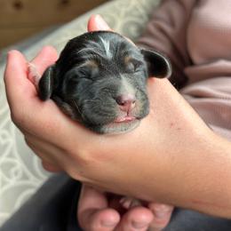 Female 4 - Black brown and white female Basset Hound puppy in Lindley, New York from Hill Top Basset Hounds & Cane Corso