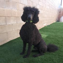 Senshi - Poodle