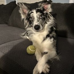 Shania - Australian Shepherd