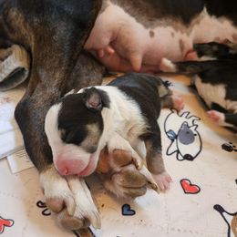 Kermit - Black tan and white male Miniature Bull Terrier puppy in Hollywood, Florida from Mini Bull Lane