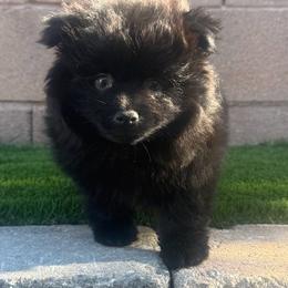 Aiden - Black male Pomeranian puppy in Las Vegas, Nevada from Ice City Pomeranians