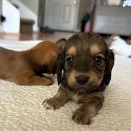 Dachshund Puppies from L & J Kennel