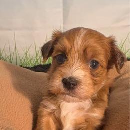 Bert - Red sable male Havanese puppy in Clermont, Florida from Country Sweet Havanese and Creative Coaching
