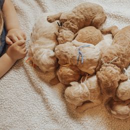 Goldendoodle Puppies from J + A Family Doodles