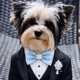 Teddy - Biewer Terrier
