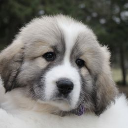 Great Pyrenees Puppies from White O'Morn Farm AKC Great Pyrenees