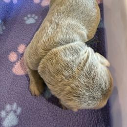 Black- Silver Female - Silver female Dilute Retriever puppy in Marion, Illinois from Summer Lovin’ Labradors of Southern Illinois