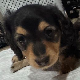 Javier - Black and tan male Dachshund puppy in Visalia, California from DachGraston Dachshunds