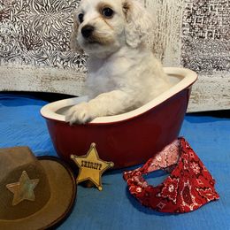 Cockapoo Puppies from Country J Canines