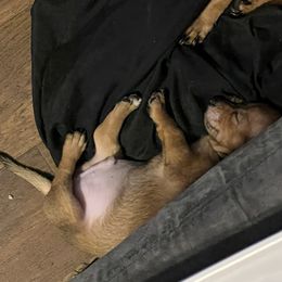 Boy 1 - Brindle Companion Cross puppy in North Carolina from Jaybee’s : CLT Mini - Chiweenie’s