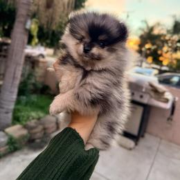 Snickers - Blue merle male Pomeranian puppy in Long Beach, California from Pom Pom Lollipop’s