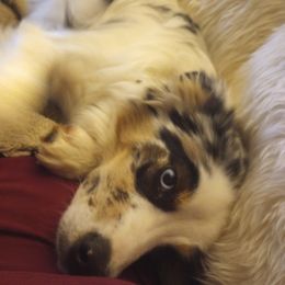 Australian Shepherd Puppies from Remy's BFF's (Best friends furever)