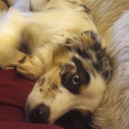 Australian Shepherd Puppies from Remy's BFF's (Best friends furever)