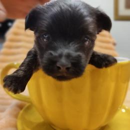 Onyx - Black male Yorkipoo puppy in Bartlesville, Oklahoma from Winchester's Magic Yorkipoos & Poodles