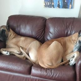 Great Dane All Grown Up from Louise Van Alstyne's Great Danes