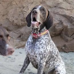German Shorthaired Pointers from Flying Feather Bird Dogs