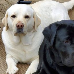 Labrador Retrievers from Sidekick Labradors