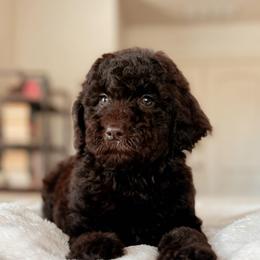 Sunday, Girl - Chocolate female Goldendoodle puppy in Maricopa, Arizona from Desert Ridge Doodles