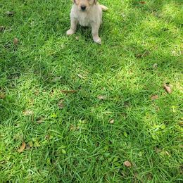 Golden Retriever Puppies from Golden Coast Kennels