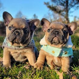 French Bulldog Puppies from Emeraldfrenchies