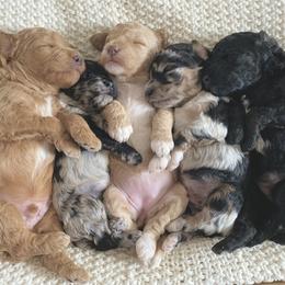 Bernedoodle, Goldendoodle, and Poodle Puppies from Central Valley Canine Companions